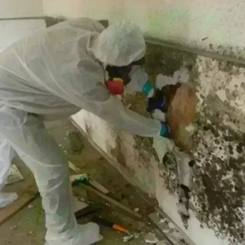 Mold Remediation and Removal in Cache, OK